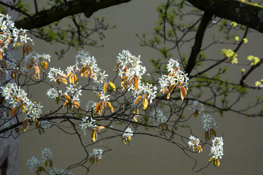 A beautiful close up photograph showing delicate blooming white amelanchier lamarckii flowers and bronze leaves on a branch under spring sunlight