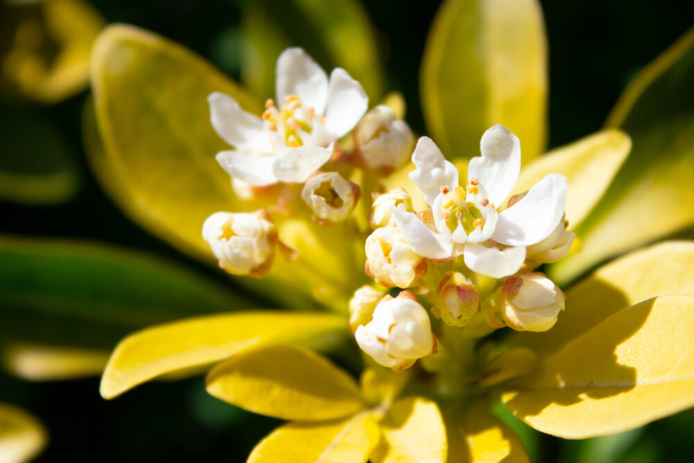 A magnificent close up macro photograph of blooming white flowers of a variegated Japanese pittosporum tobira shrub in a sunny spring garden