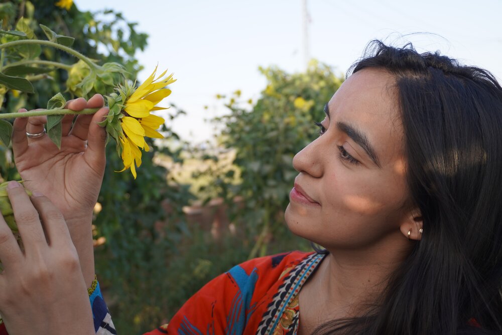 Sunflower