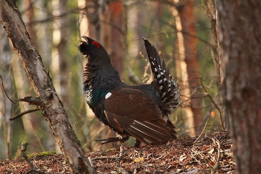 На глухарином току.