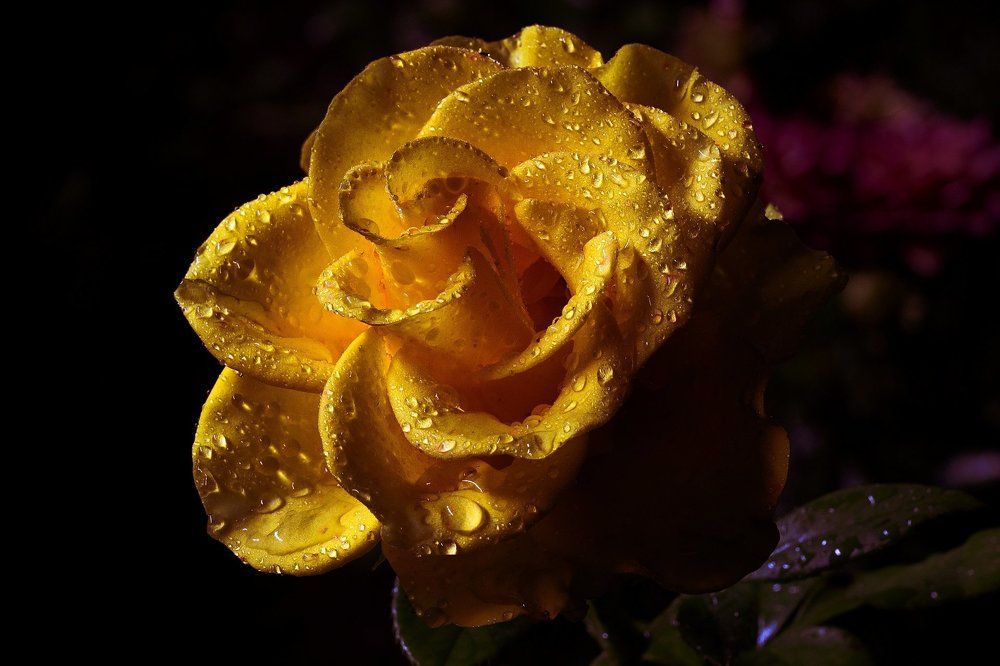 Ночь,дождь и роза