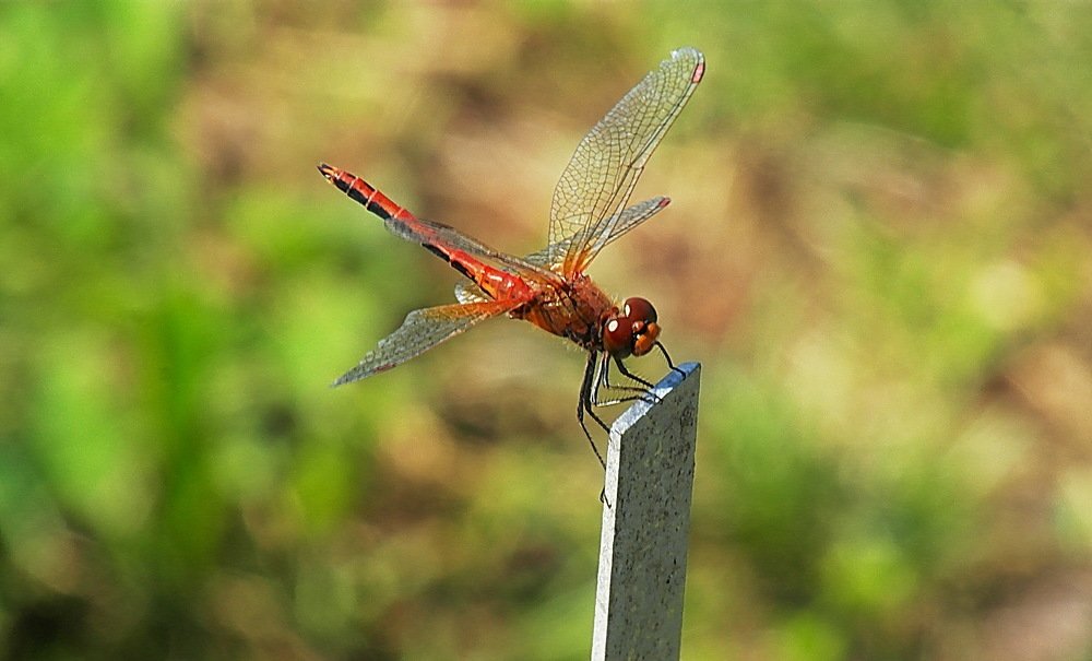 охота на стрекозу...