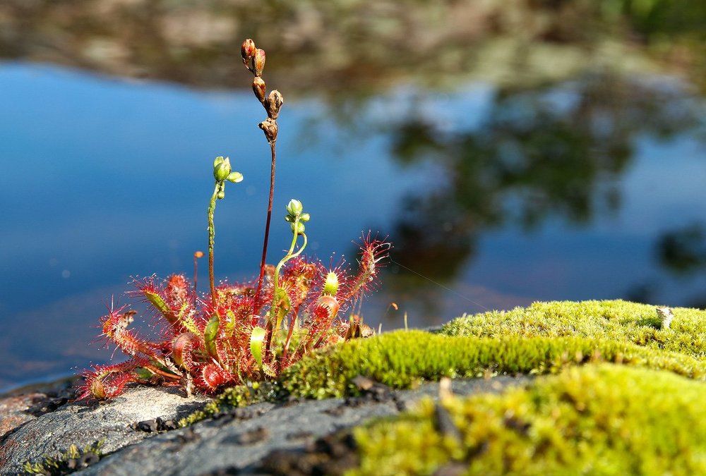 Ладожская росянка