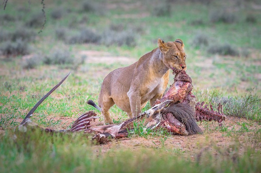 Львица с добычей