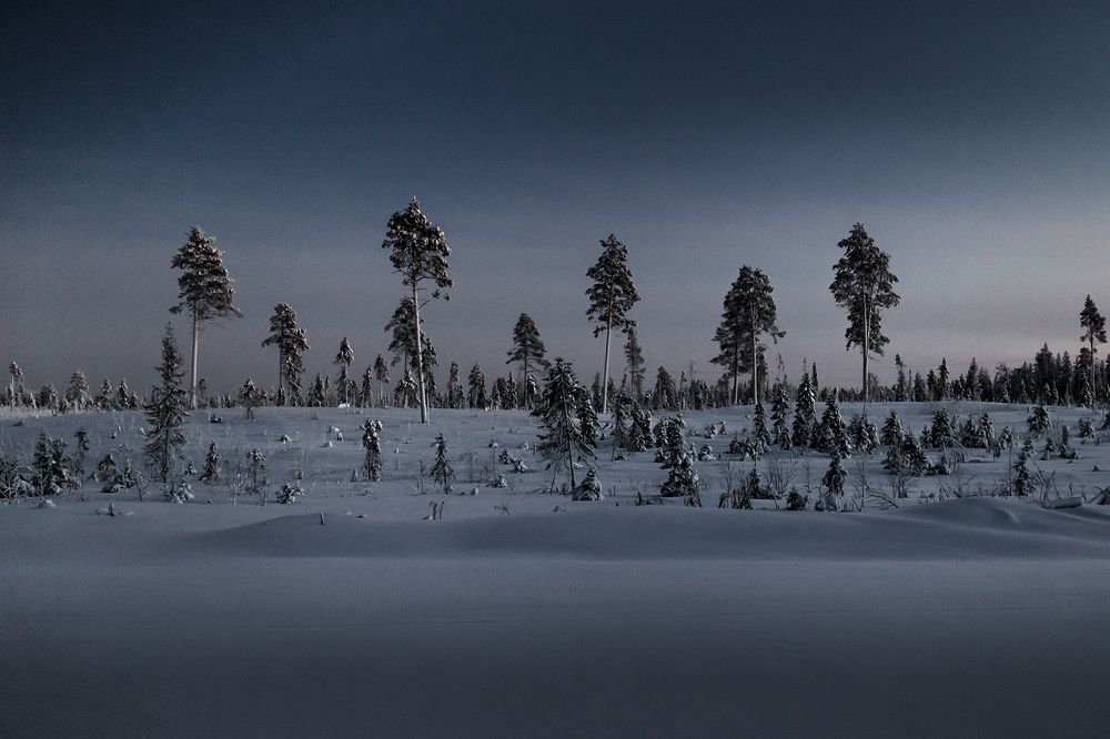 Сосны в лунном свете