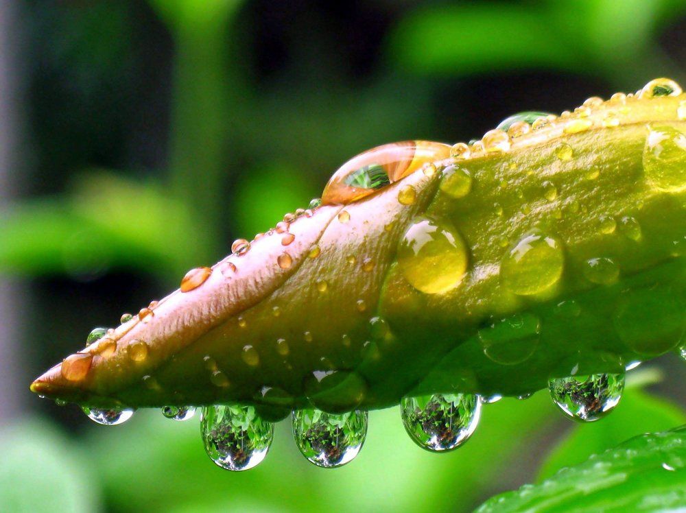 Rain droplets.