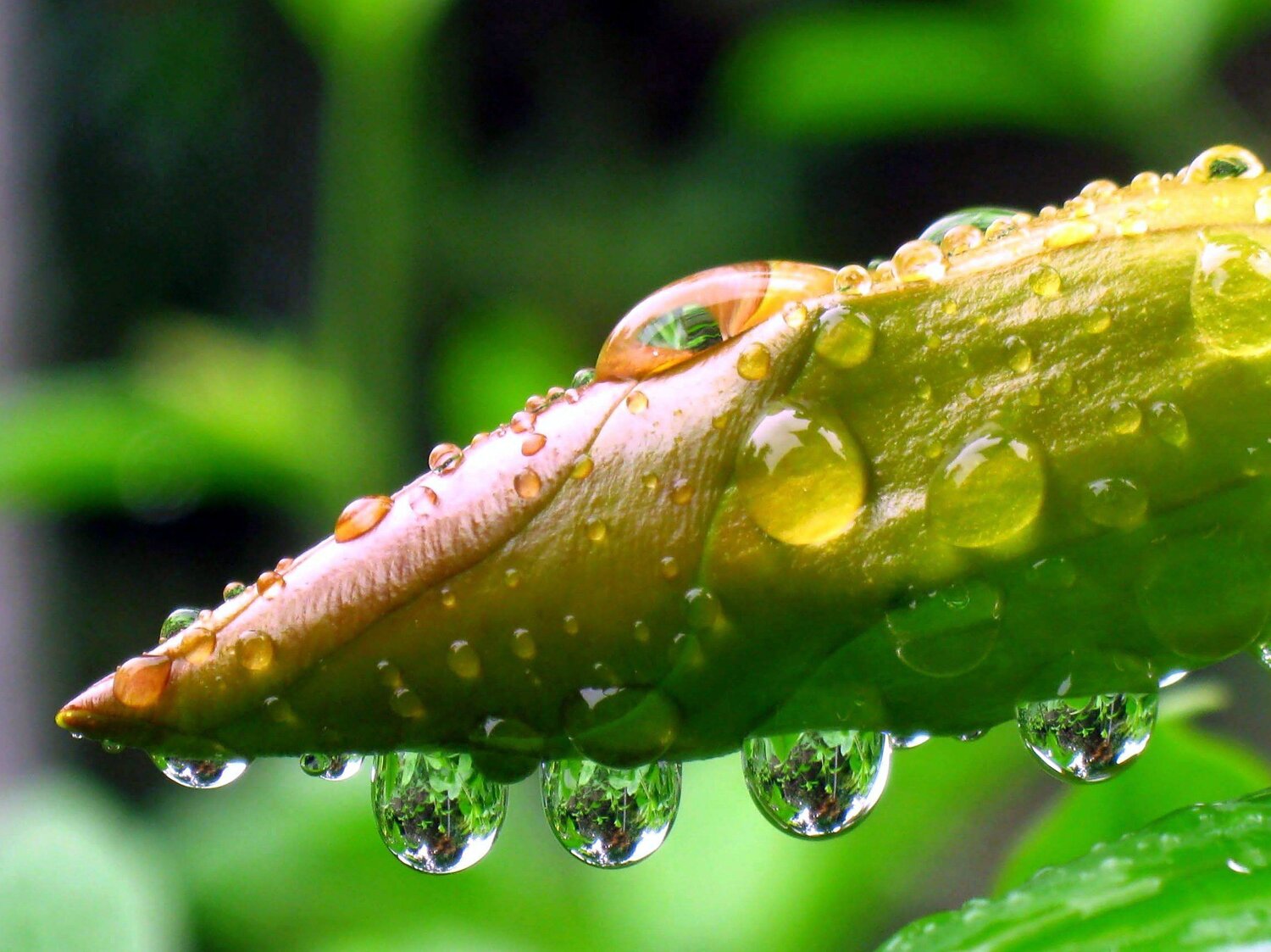 Rain droplets.