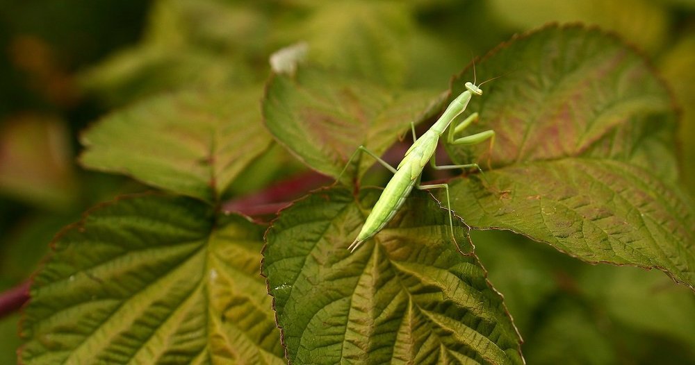 Зелененький