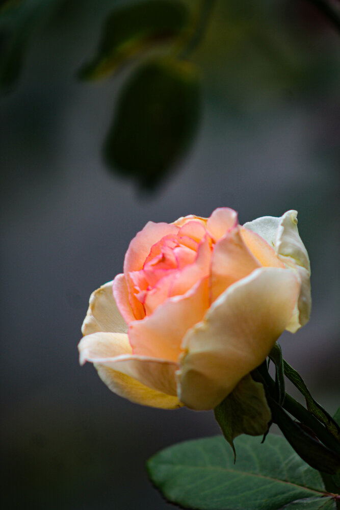Photograph by Márcio Garcia