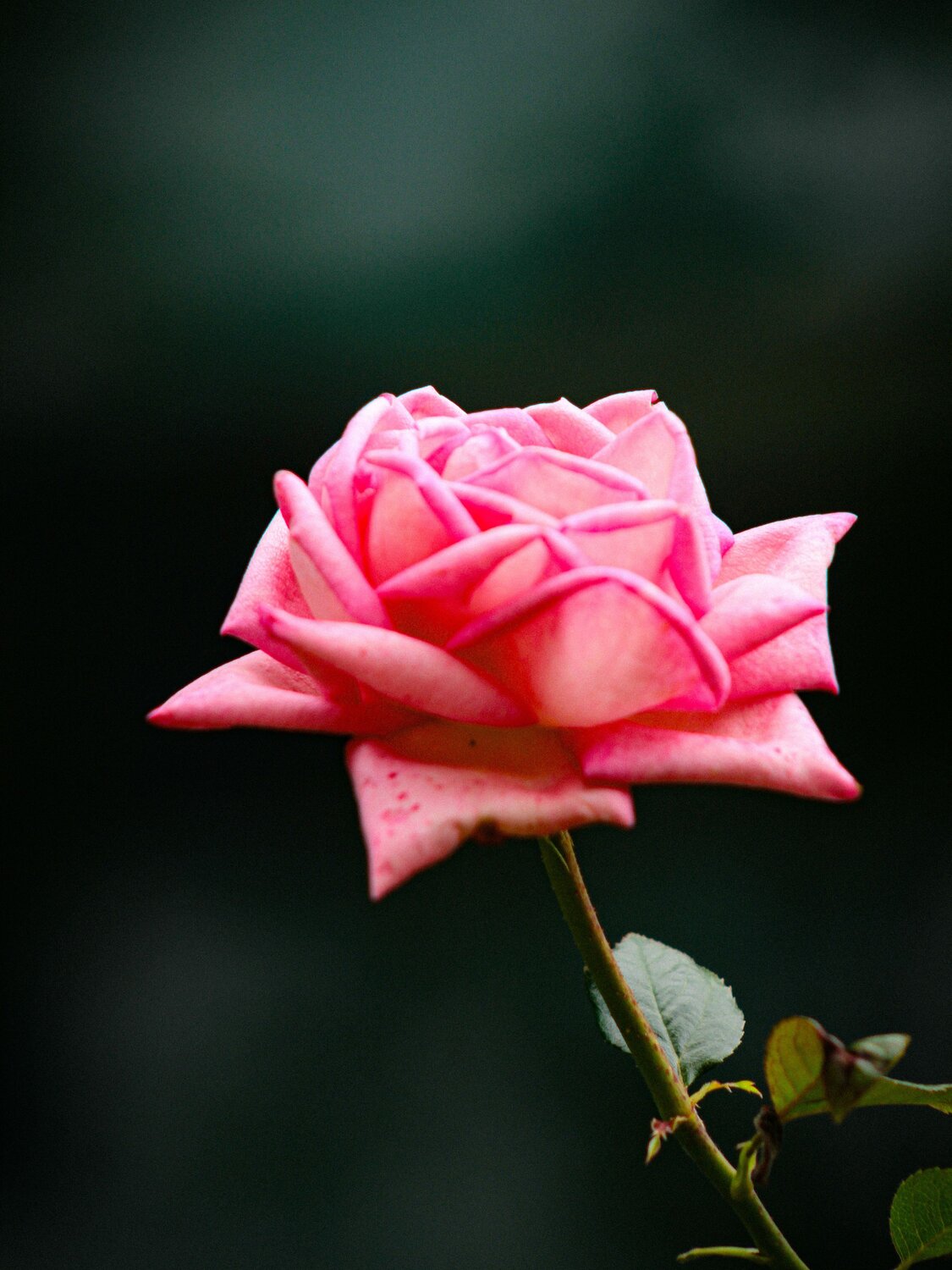 Photo #13850047