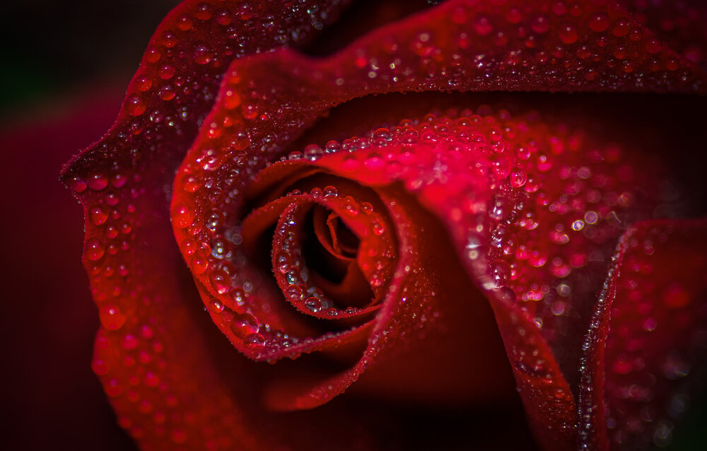 Photograph by Ammar alomari