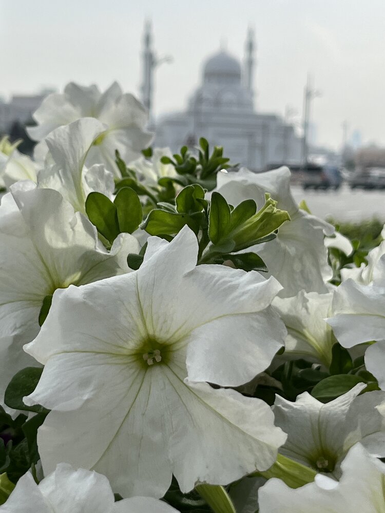 Photograph by Ольга Миронова