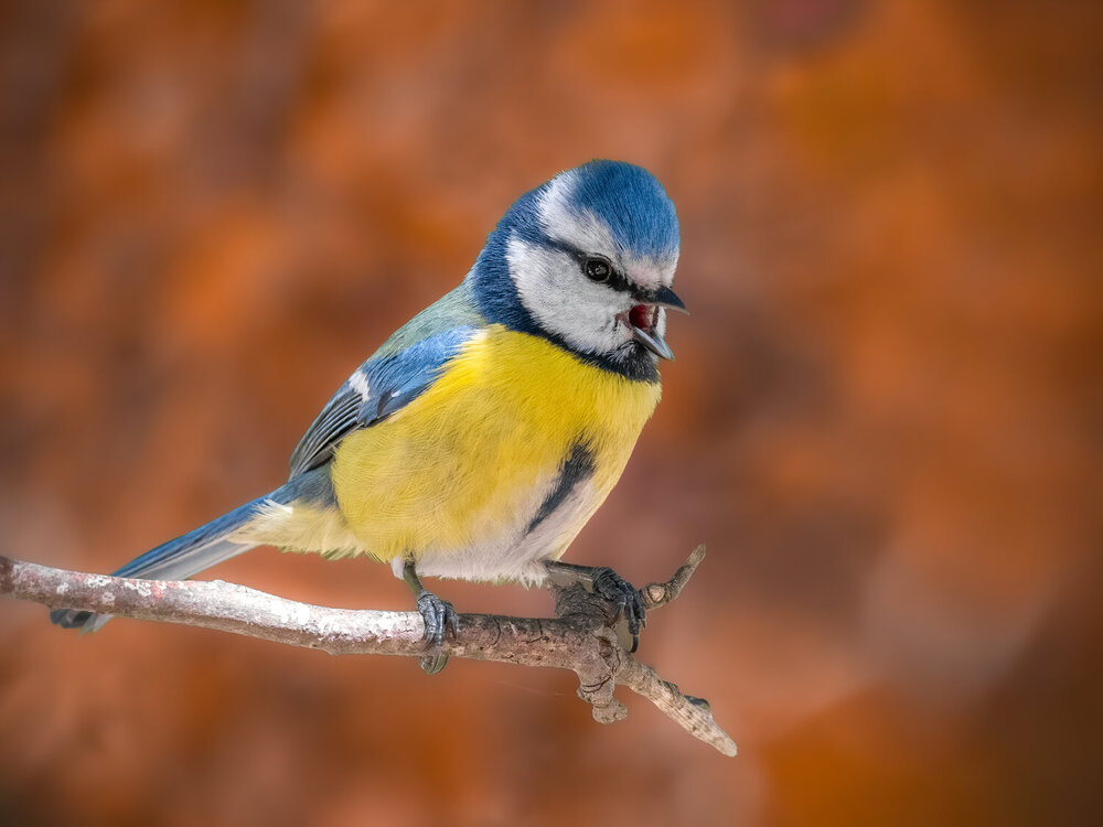 Photograph by Ammar alomari