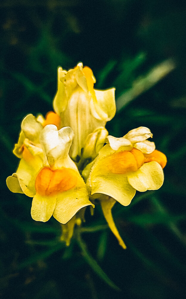 Photograph by Людмила Горячева