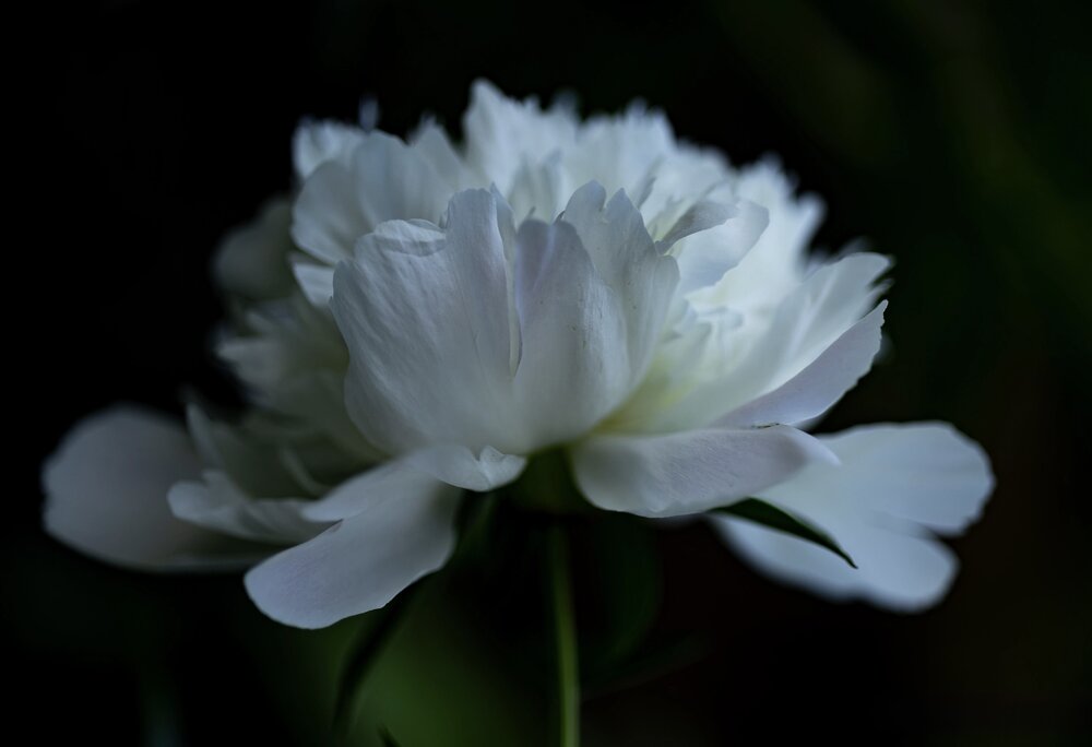 Photograph by Ирина Бабич