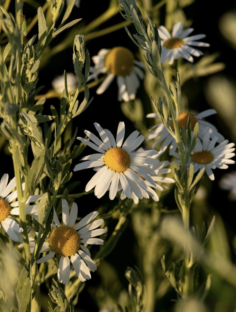 Photograph by Ирина Бабич