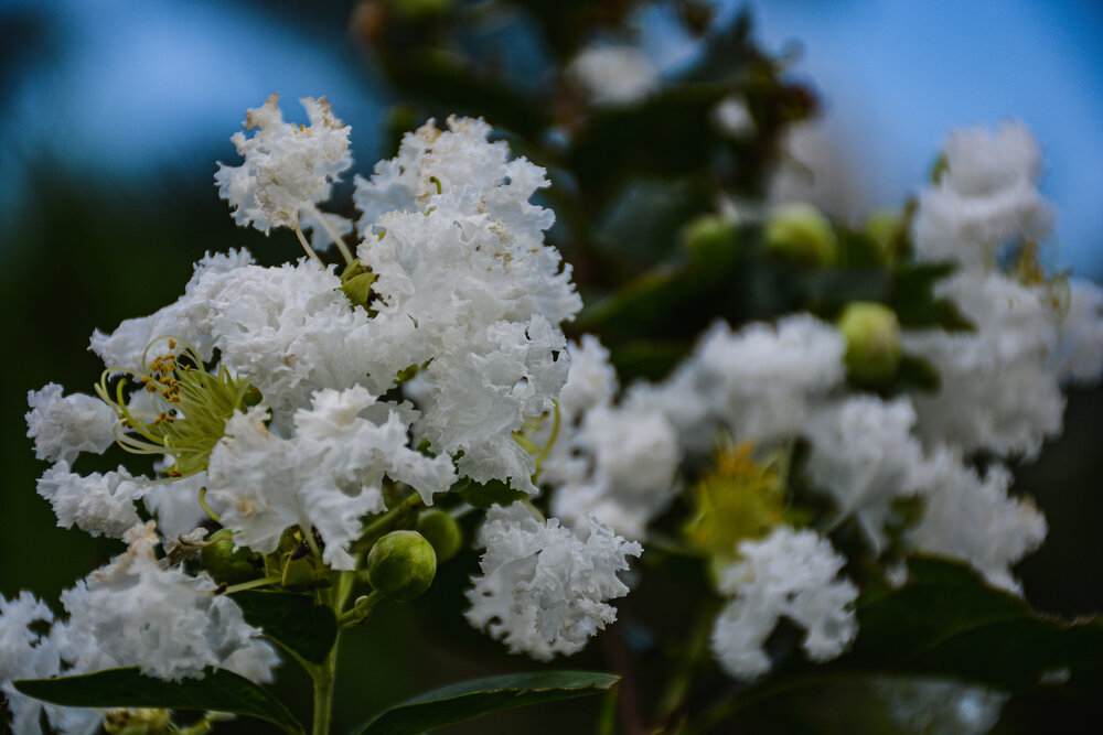 Photograph by Saikat Singha