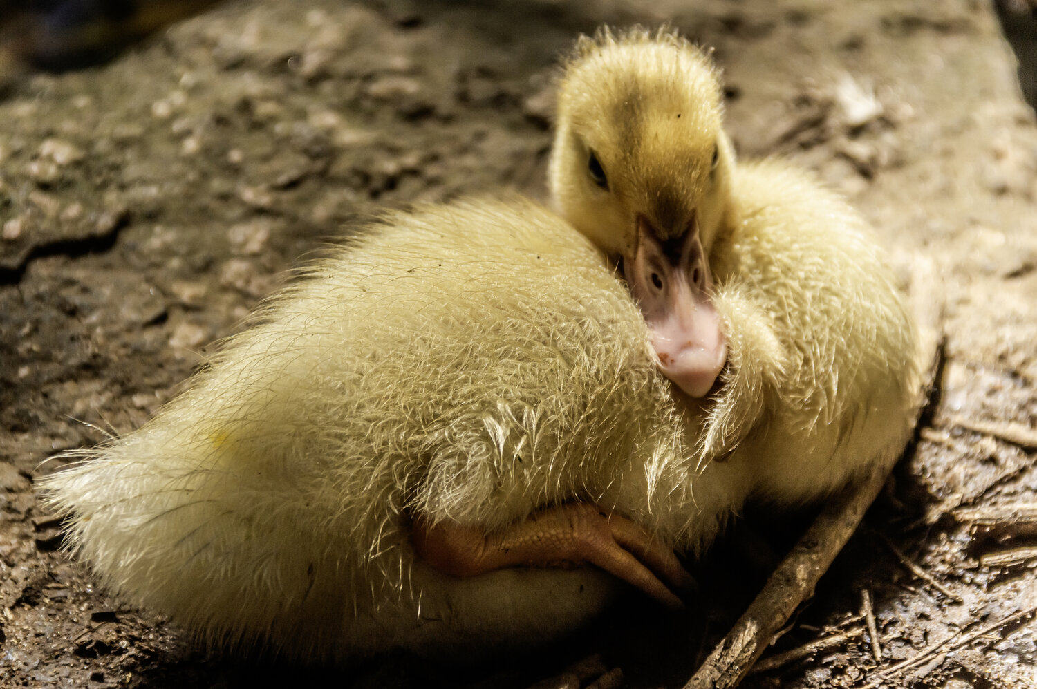 Photo #13850221
