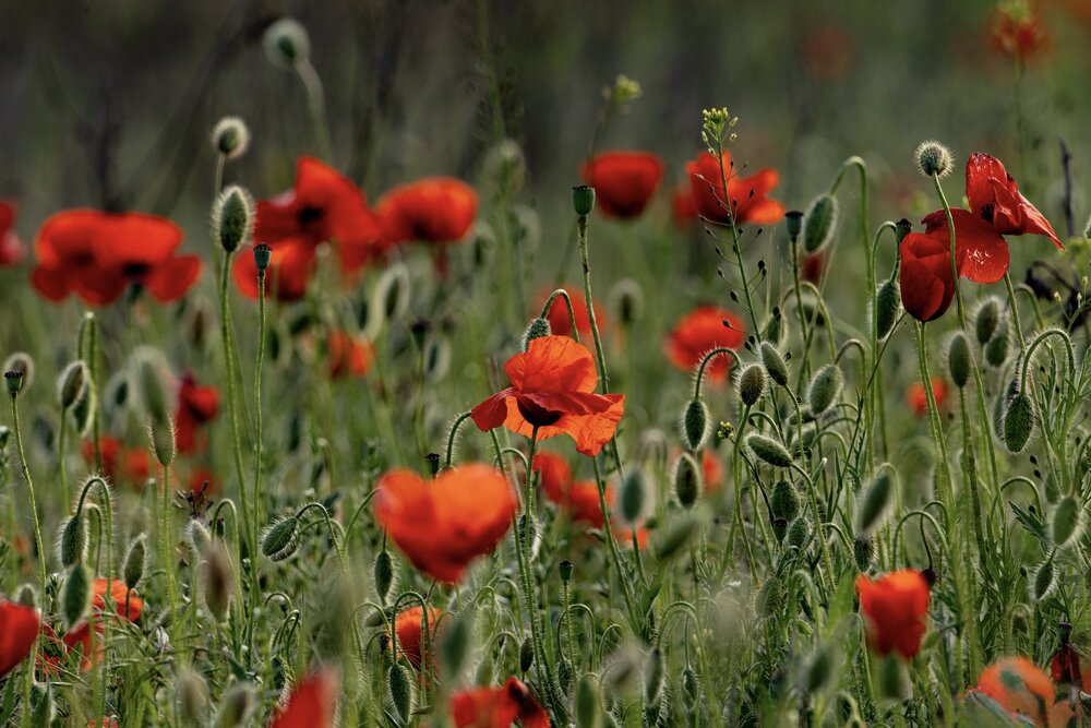Photograph by Ирина Бабич