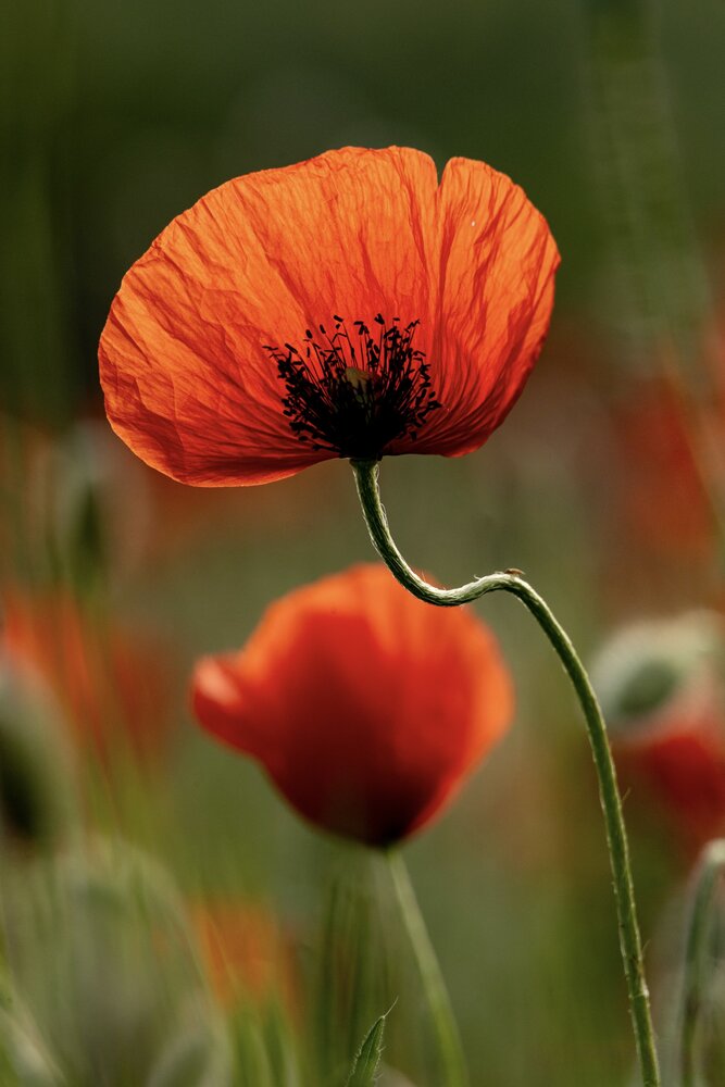Photograph by Ирина Бабич