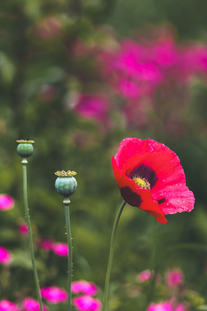 Photograph by Masha Abjanovic
