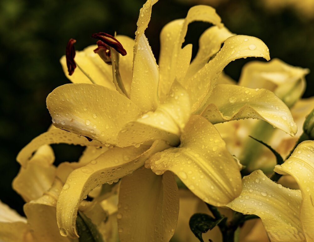 Photograph by Ирина Бабич