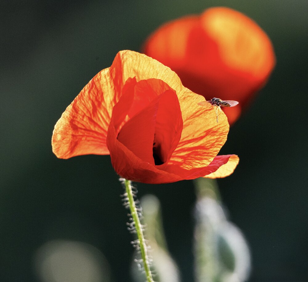 Photograph by Ирина Бабич