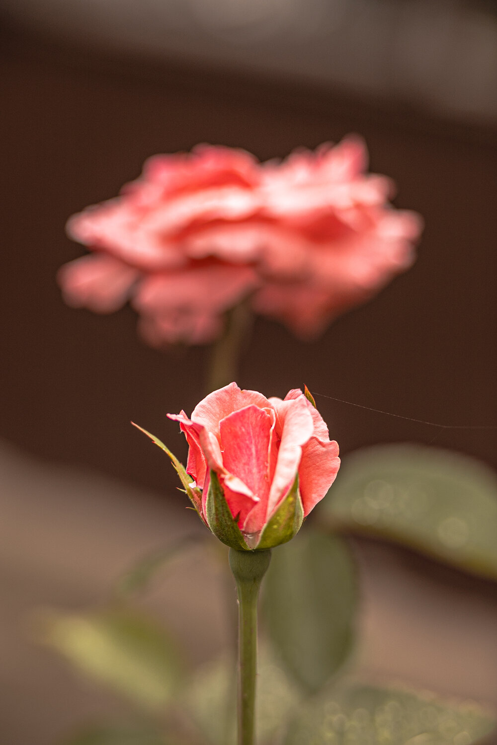 Photo #13850354