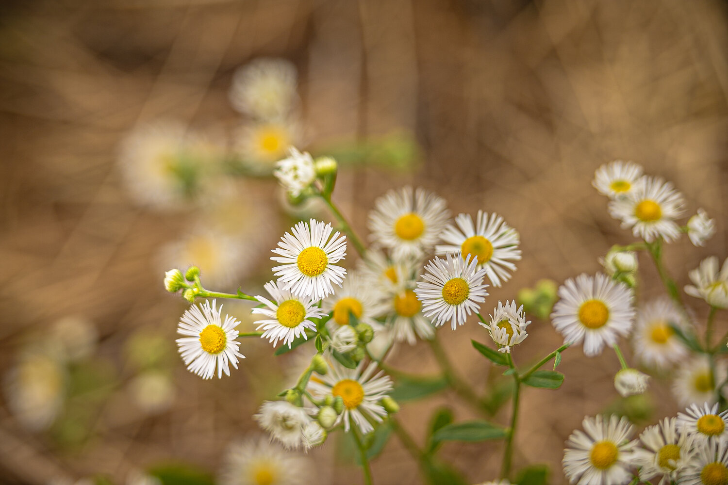 Photo #13850355
