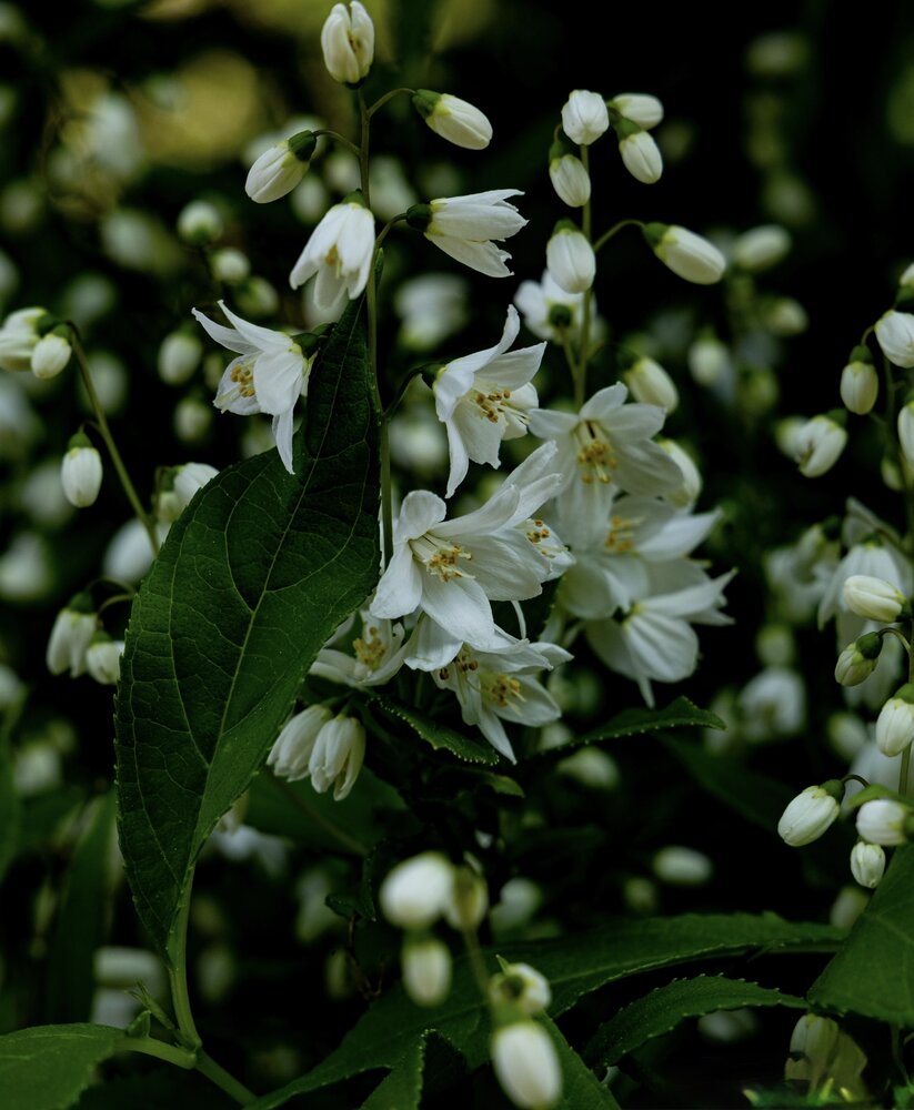 Photograph by Ирина Бабич