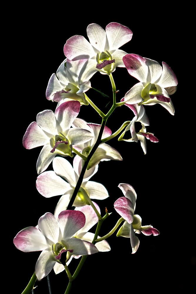 Photograph by Vy Van Bui