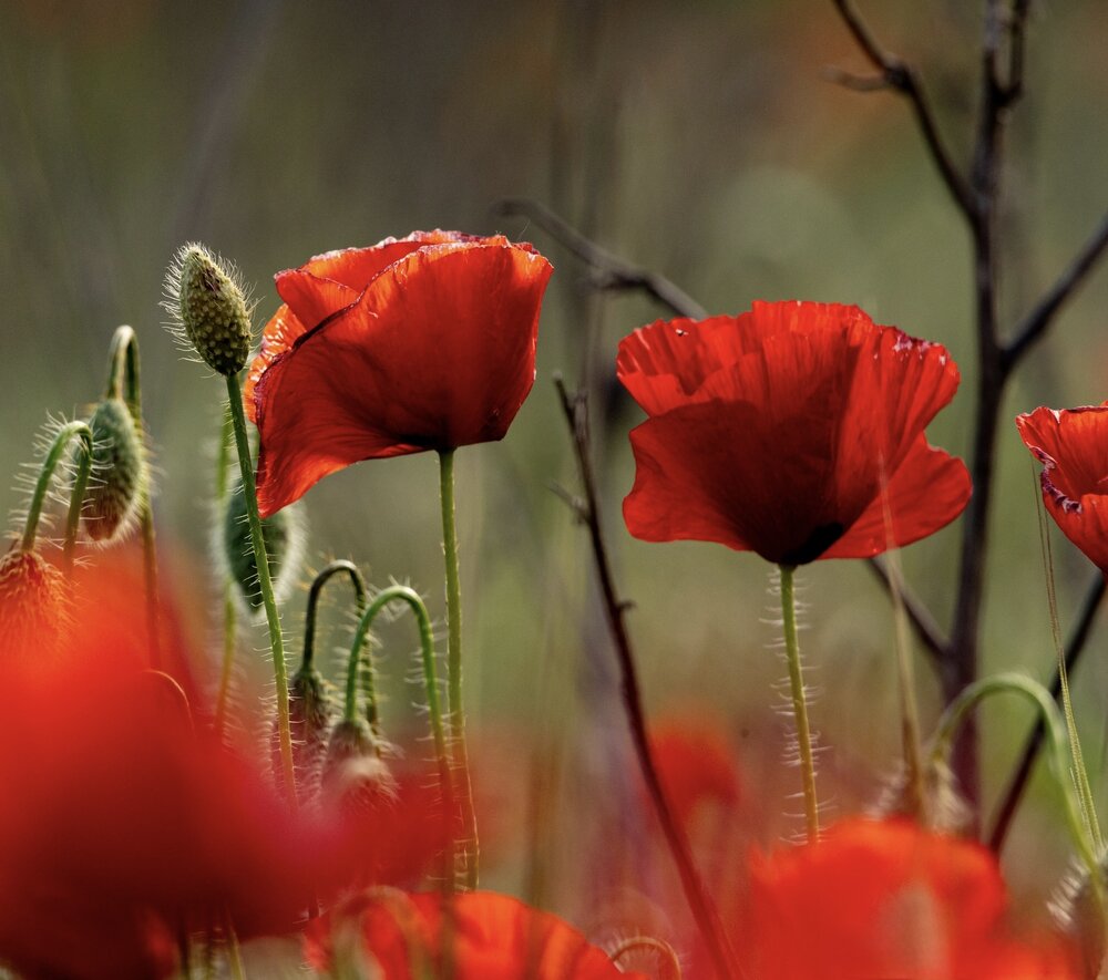 Photograph by Ирина Бабич