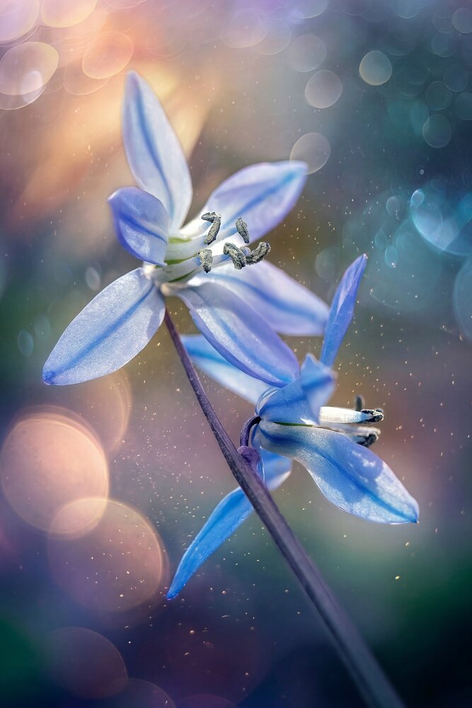 Photograph by Natalia Matyukhina