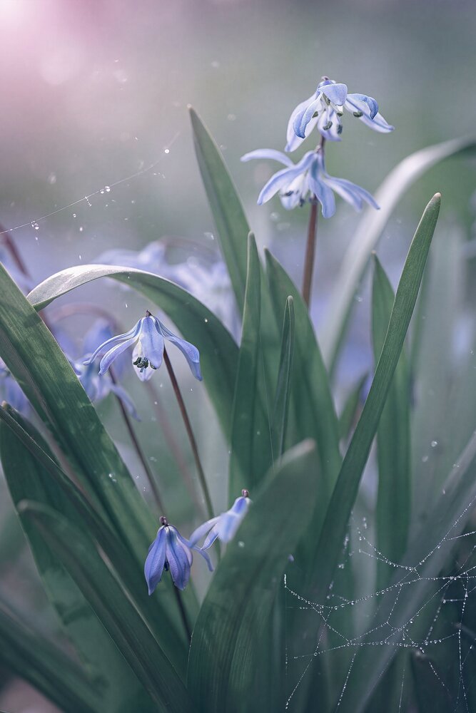 Photograph by Natalia Matyukhina