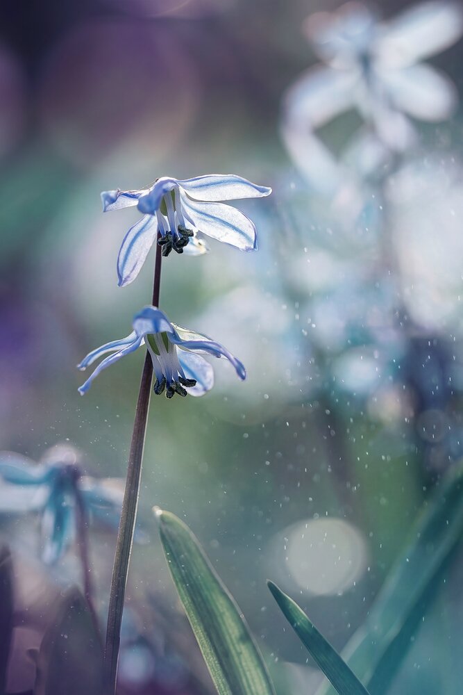 Photograph by Natalia Matyukhina