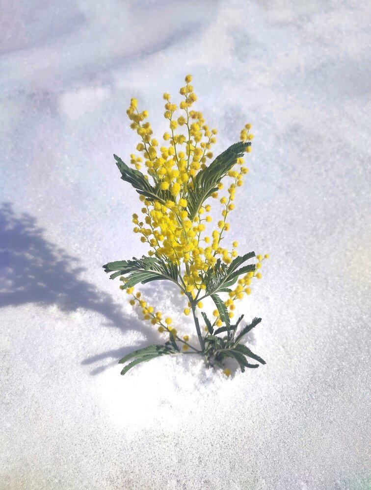 snow flower