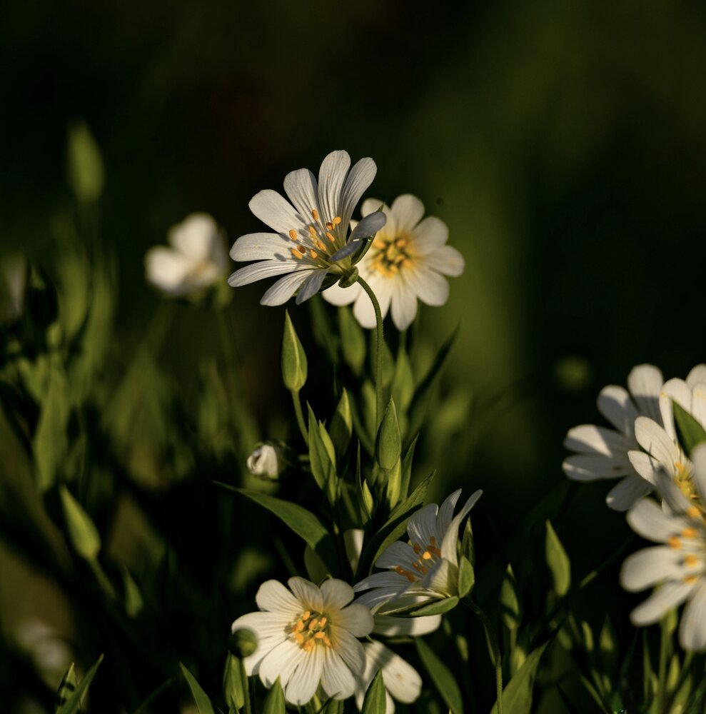 Photograph by Ирина Бабич