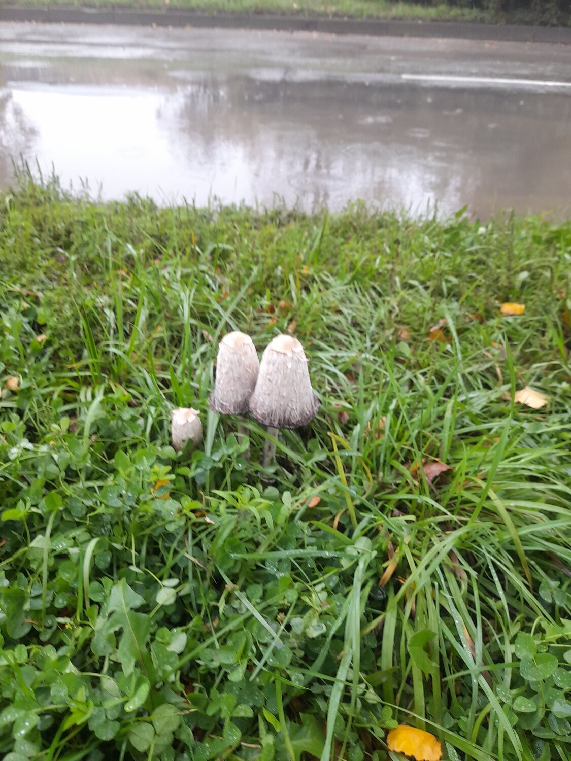 Photo #13850513