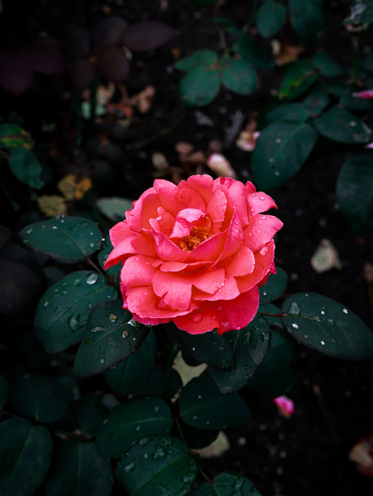Photograph by MobigrafVDK