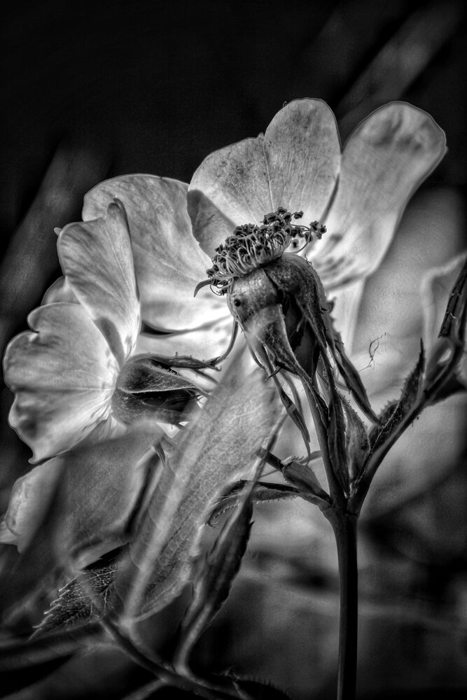 Photograph by Evangelia Mavridis Photography