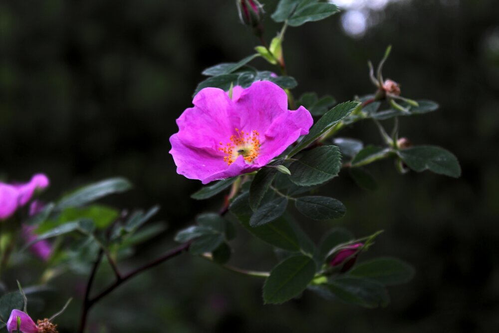 Photograph by Юлия Иванова