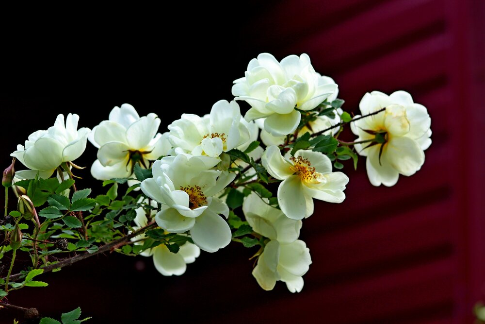 Photograph by Юлия Иванова
