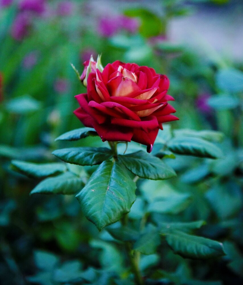 Photograph by Дарья Боева