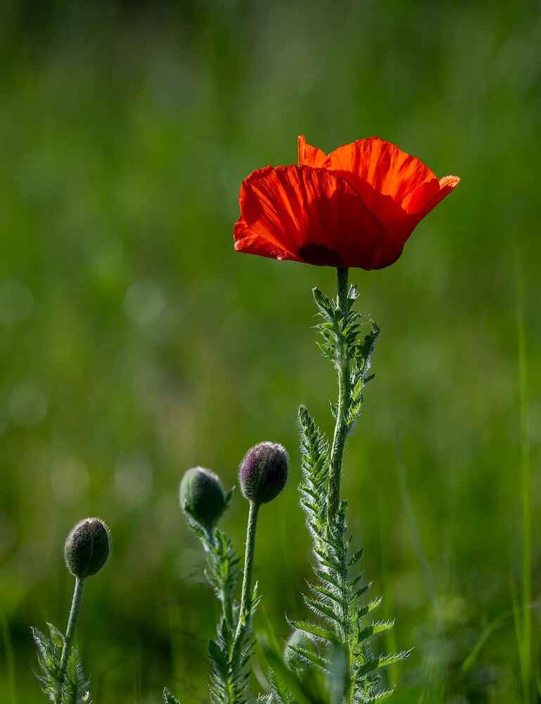 Photograph by Дмитрий Ткаченко