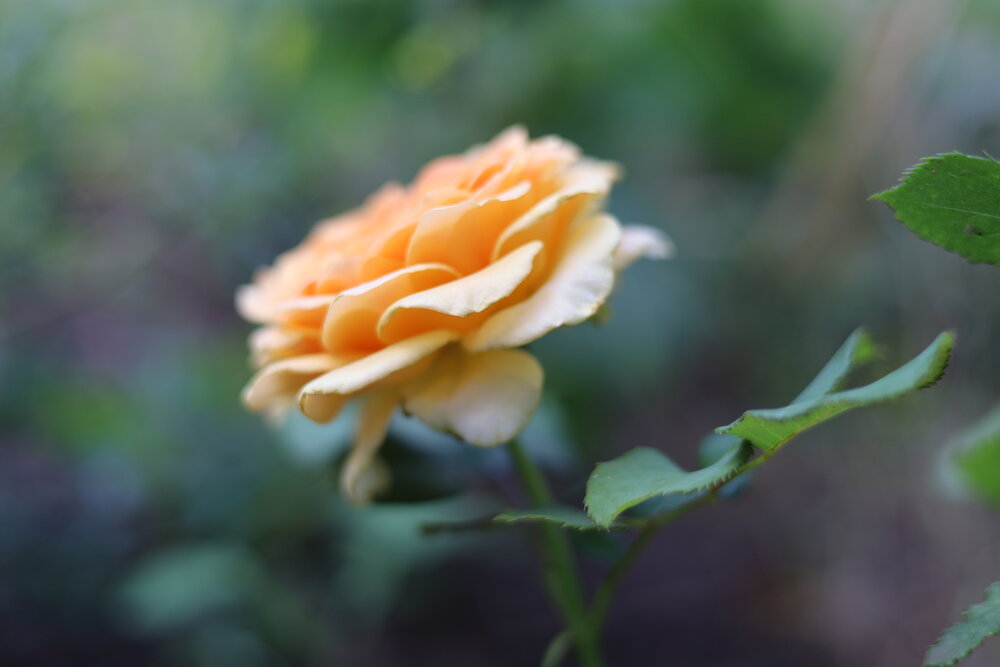 Photograph by Екатерина Горай