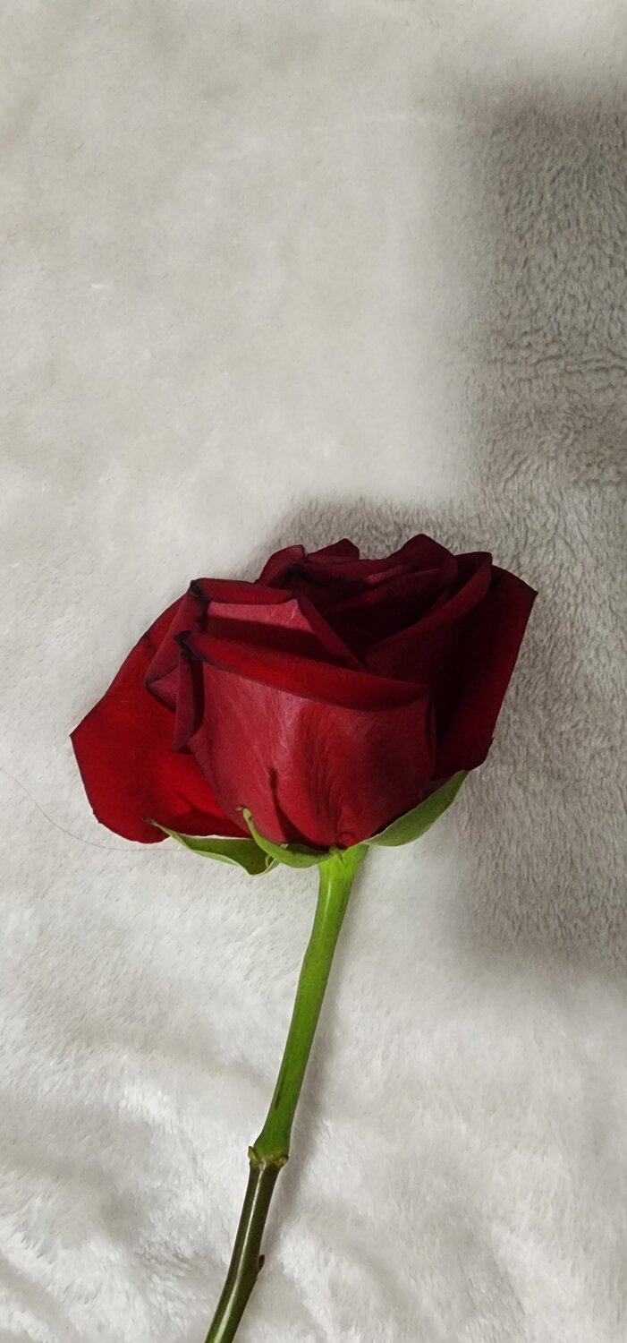 Photo #13850847