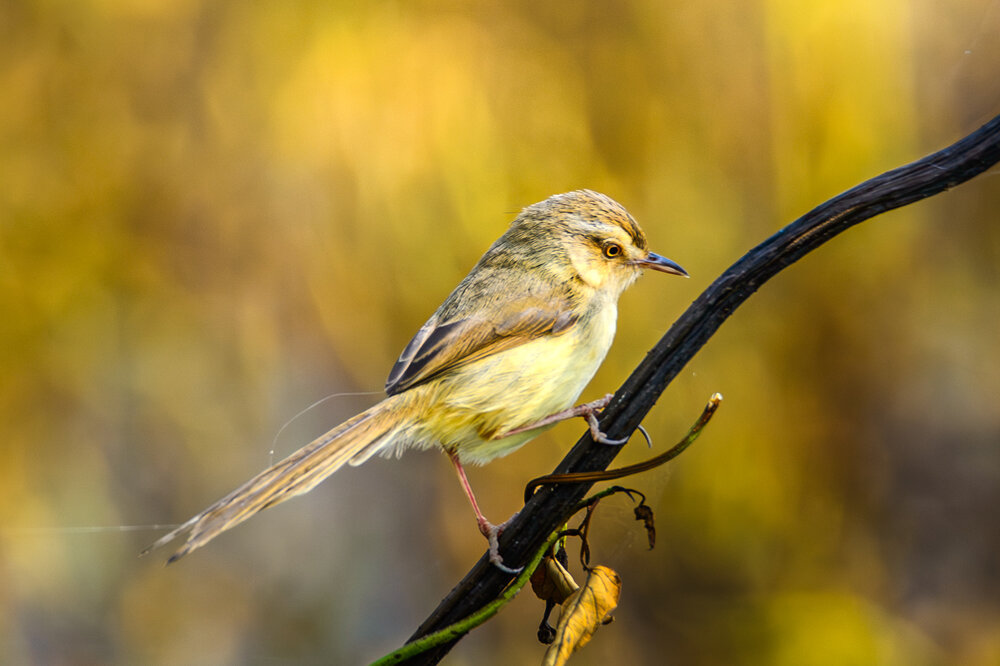 Photograph by Bùi Nguyễn