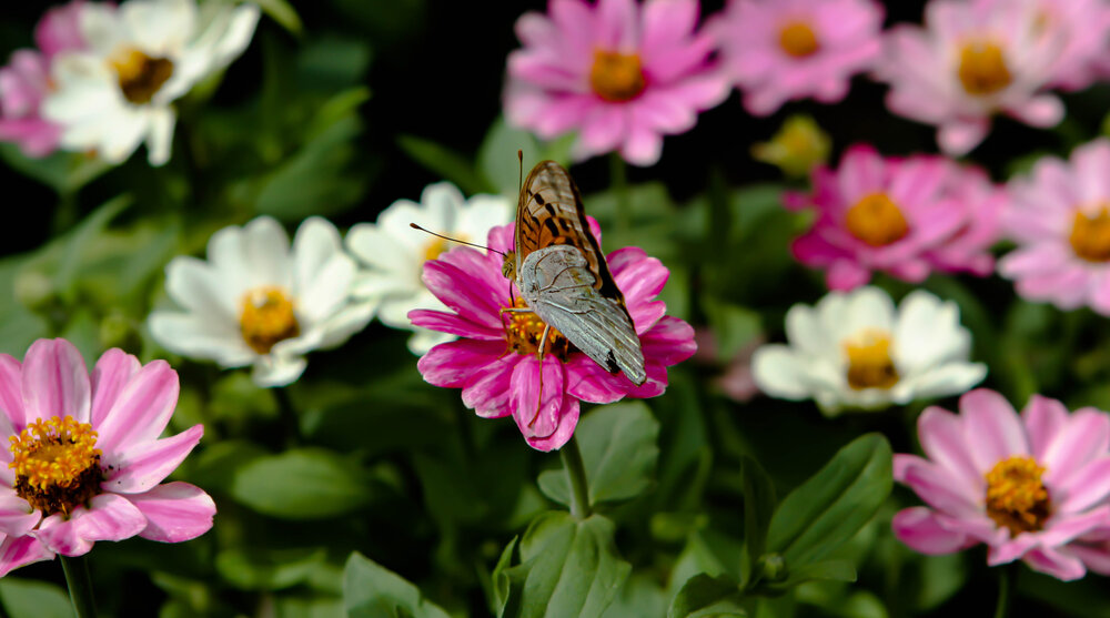 Photograph by zaid alwttar