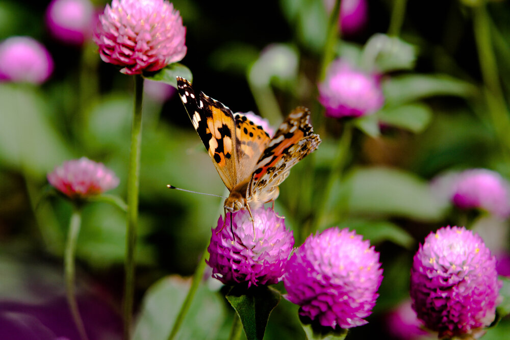Photograph by zaid alwttar