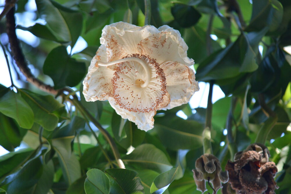 Pêndulo do Cerrado